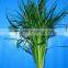 Good smell hot selling garden flowers autumn cut foliage
