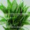 wholesale the top quality lucky bamboo with the low price from Yunnan