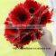 Export Wholesale High QualitRed Color with Stem Ly Gerbera Flowers ength 50-70cm