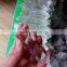 Top Quality Natural Clear Quartz Crystal Double Terminated Point