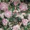 2016 Fashion Floral for Garments Heat Transfer Printing Paper