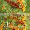 Organic.High quality,Wild Sbt Pulp Oil Based On Pure Natural Raw Material