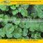 100% Natural Gotu Kola Extract 90% Asiaticosides