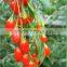 EU Standards Goji Berry in Low pesticide(BRC, KOSHER, ISO22000, ISO9000)Goji Berry
