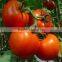 new 2016 hot sale indeterminate early maturity pink tomato seeds for plant