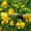 Cassia Angustifolia extract