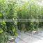 High Quality Multi-span Glass Greenhouse With Hydroponic System