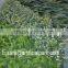 plastic garden walls,vertical green wall