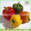 (HOT) Colourful pepper:Exported to Britain, the Middle East, southeast Asia