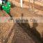 Farm orchard self-driving walking Digging Trencher for sale