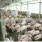 low cost light steel structure livestock pig farm house pigpen barn steel building