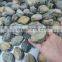 frozen abalone price