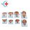 HC-S344 Obstetrics human embryo fetus gestation period demonstration model
