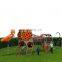 Chinese Factory Custom Animal Parrot Theme Park Playground