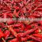 Dried Bell Peppers