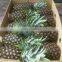 Fresh Queen pineapple