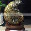 Natural snail fossil ammonite fossils for gifts and decoration