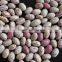 China light speckelkidney beans with high quality for sale