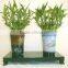 indoor plants 30cm straight lucky bamboo live plants