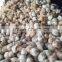 SEMI HUSKED COCONUT /FULL HUSKED COCONUT - SKYPE :TIMUOI88