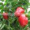 FRESH BELL PEPPER +84963818434 whatsapp