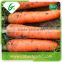 Organic fresh vegetable fresh carrot exporter