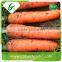 Fruits and vegetables import fresh carrot exporter