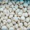CHINA IQF agaricus bisporus