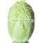 chinese cabbage