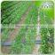 Agriculture labyrinth drip irrigation tape