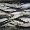 New fish seafood sardine for bait on sale