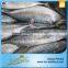 Export Best Price And High Quality Sarda Frozen Fish