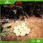 KAWAH Interesting Growing Dinosaur Egg Toy For Amusement Park On Sale
