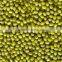 green mung beans