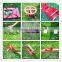 China Widely Used Practical nine artificial grass installation tools