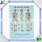 3D Embossed Plastic Medical Wall Posters, OEM 3D Anatomical Charts
