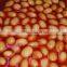 canned baked beans in tomato sauce which you wanted