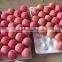Grade AA juicy,sweet red fuji apple