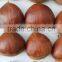 Organic Water Chestnut Best Quality