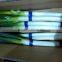 fresh green onions