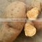 Europe Market Sweet Potato