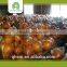 wholesale orange export with great price