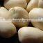 50/60 BLANCHED GROUNDNUT KERNEL FROM INDIA