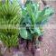 banana trees seedling