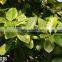 Outdoor plants Ficus elastica
