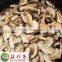 Cultivated shiitake mushroom spawn for sell