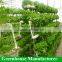 Lettuce hydroponics greenhouse roofs with UV plastic polycarbonate sheet