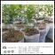 Landscape Gardening pp Nonwoven Fabrics Used To Protect the Plant Roots