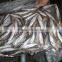 Frozen Seafood Horse Mackerel Fish Suppliers in China