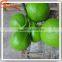 high sale supplier artificial artificial coconut palm tree for decoration
